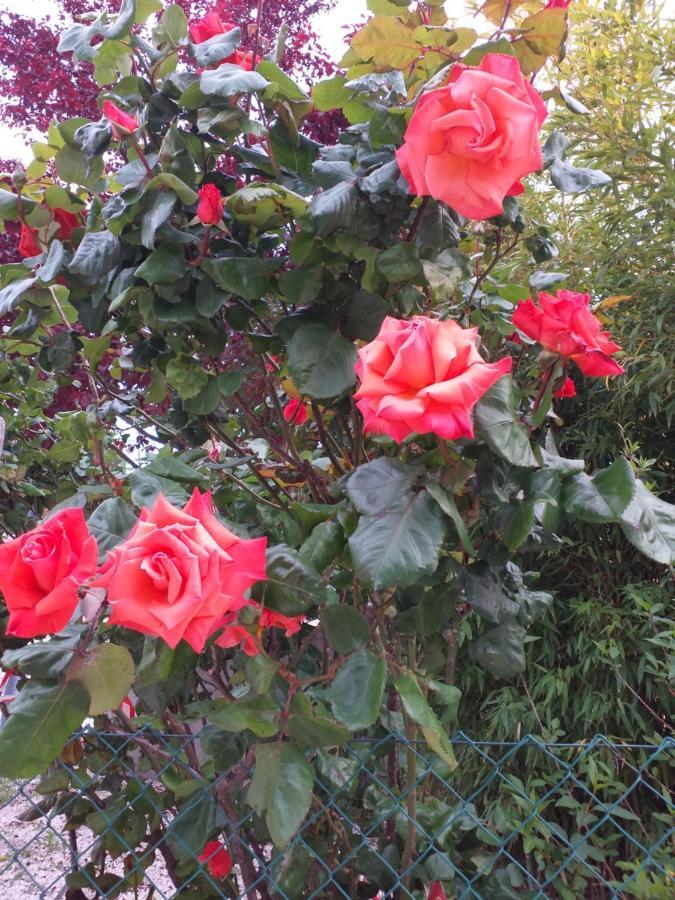Frühstückspension La Rosa Rossa Cagli